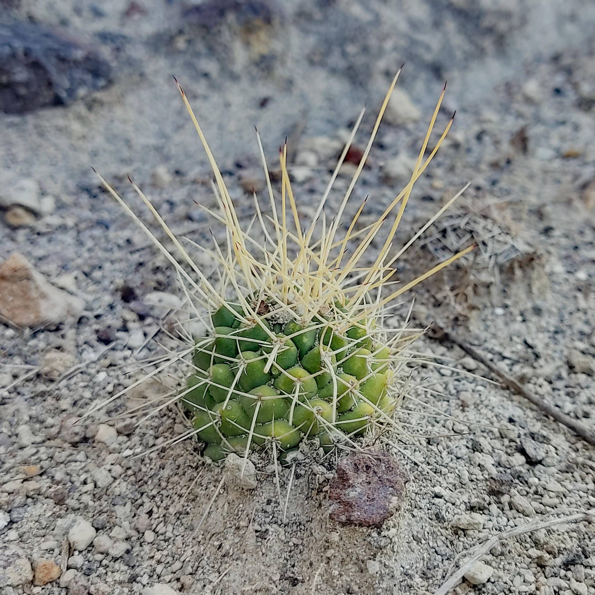 Mammillaria compressa